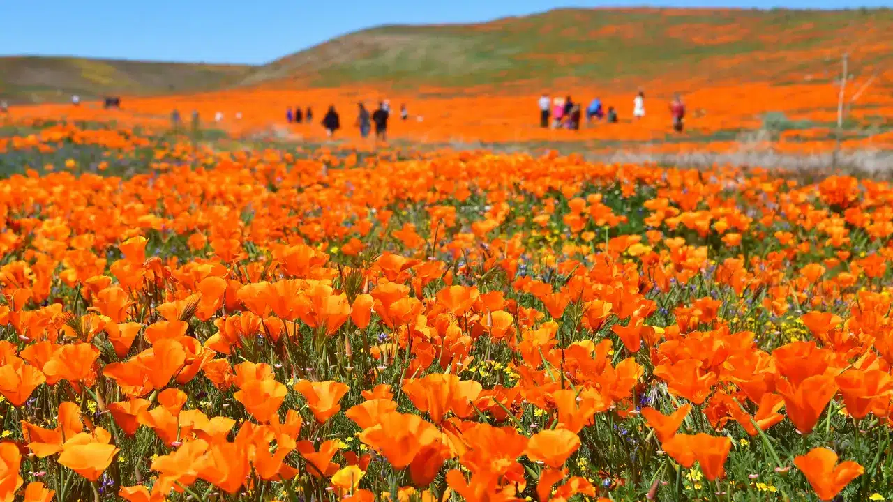 Antelope Valley California Poppy Reserve