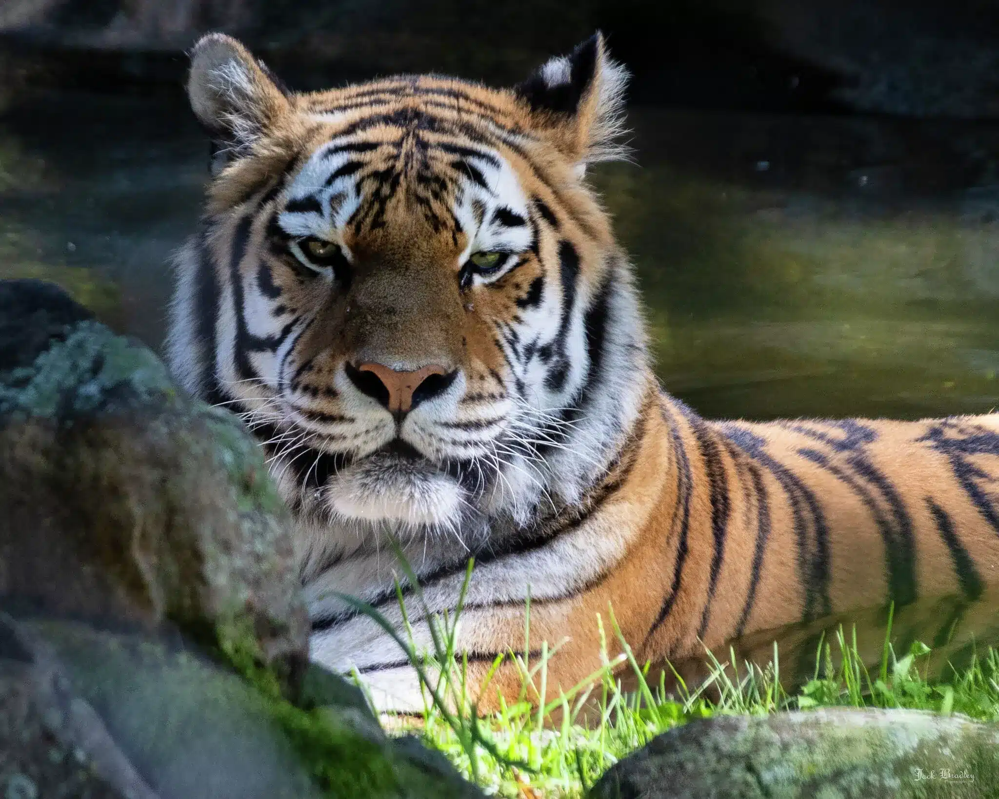 Beardsley Zoo