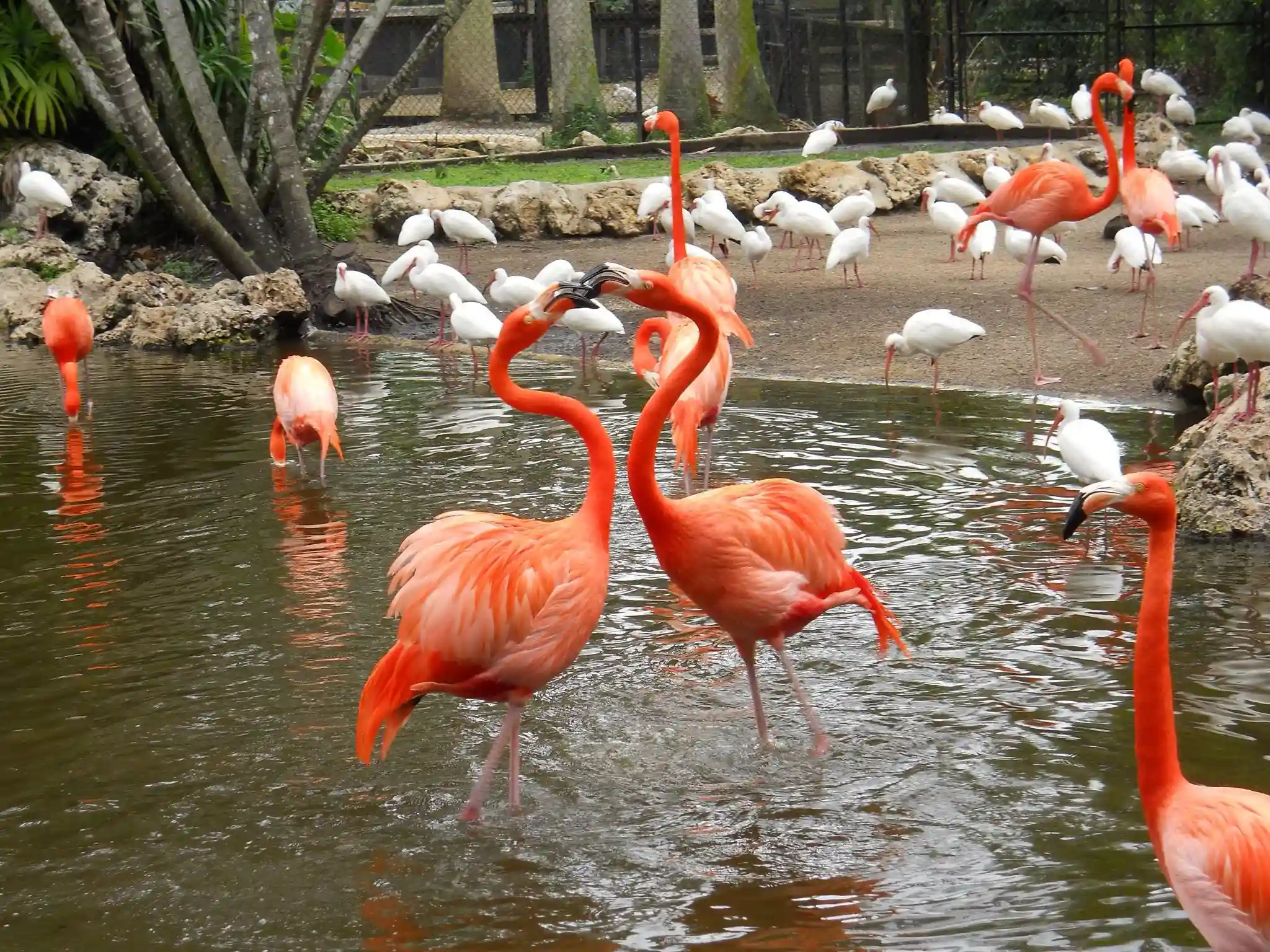 Flamingo Gardens