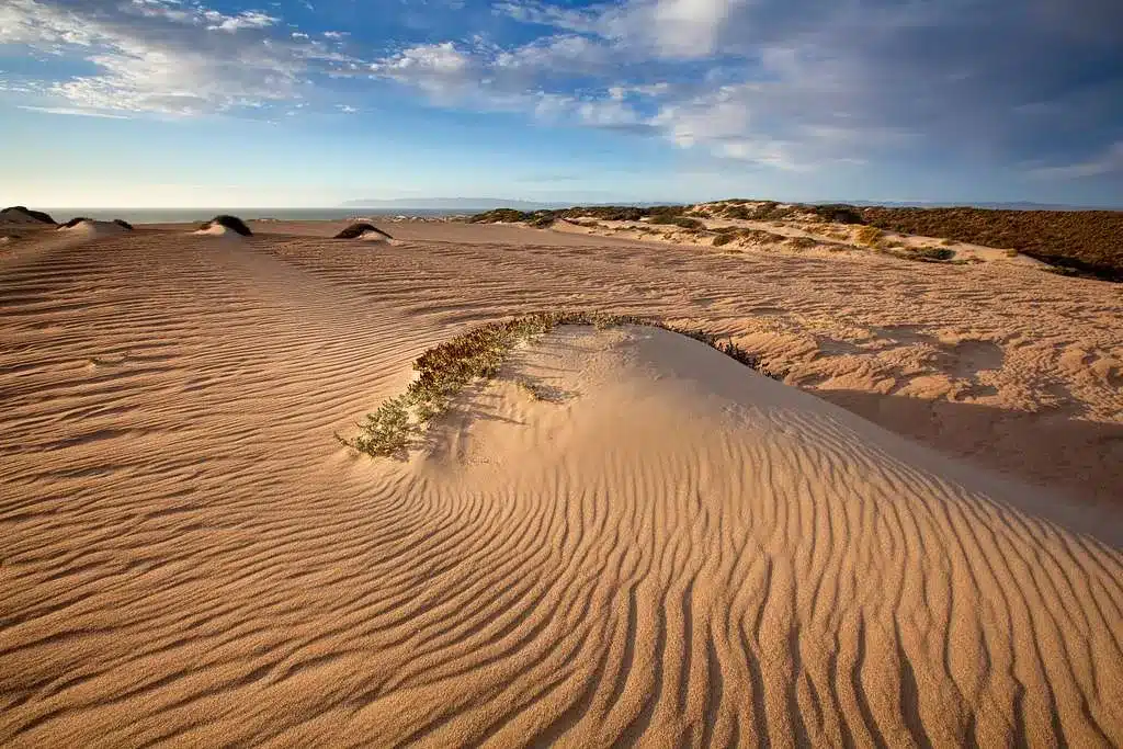 Guadalupe Nipomo Dunes Center