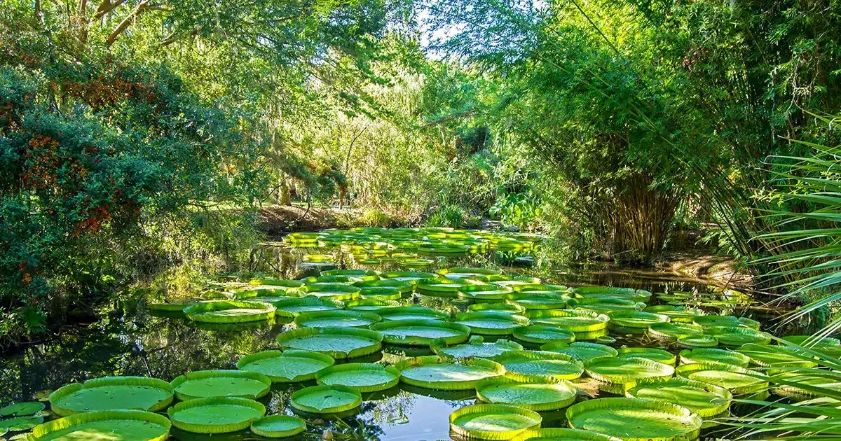 Kanapaha Botanical Gardens