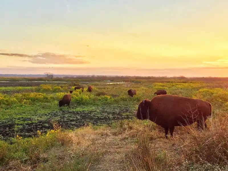 Paynes Prairie Preserve State Park