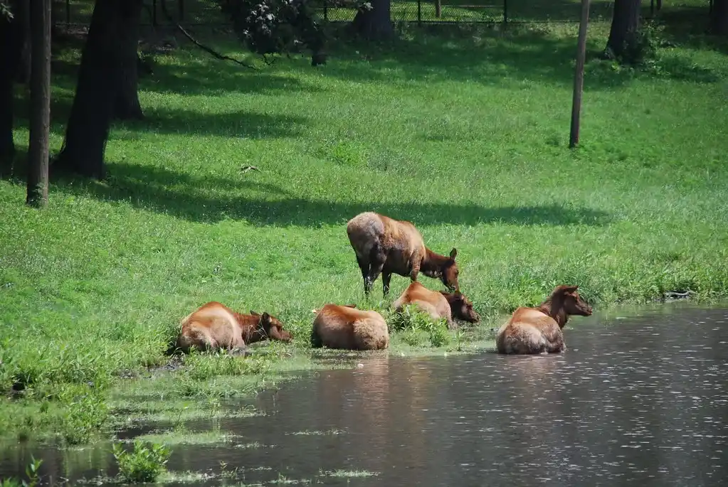 Phillips Park Zoo