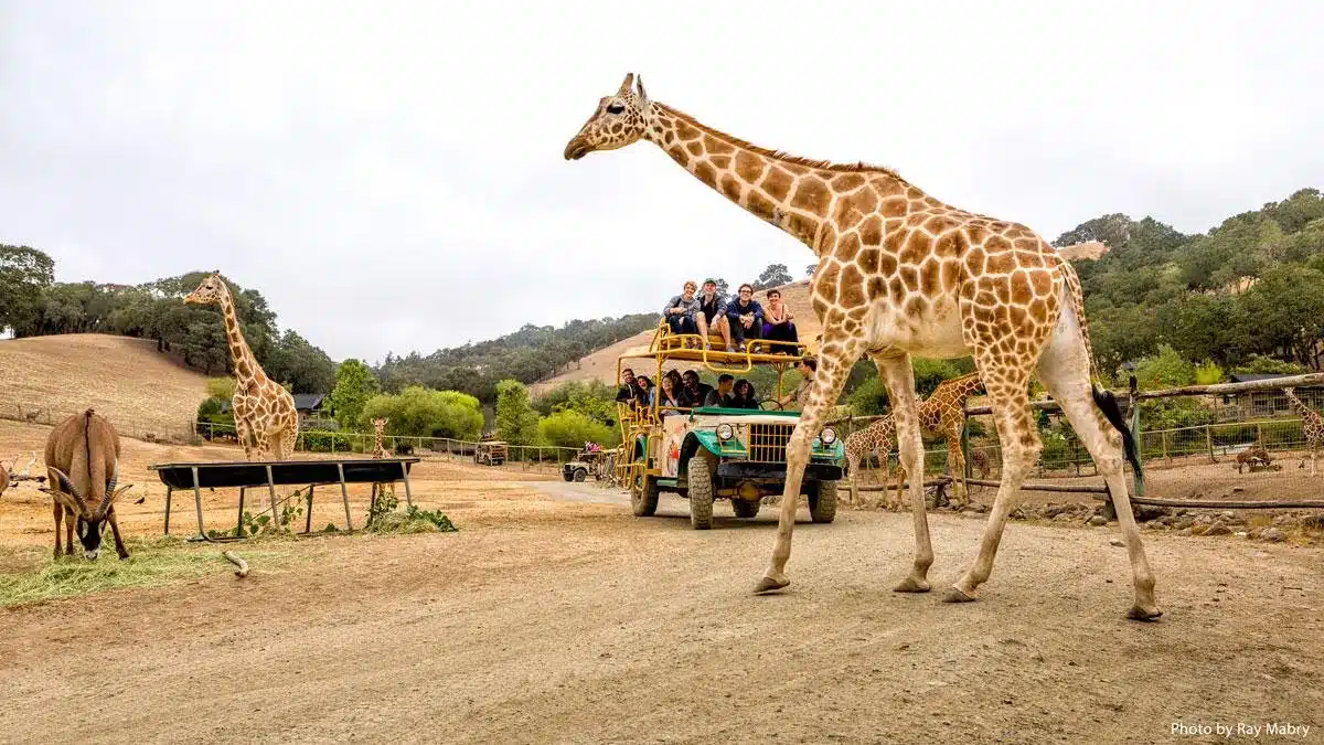 Safari West