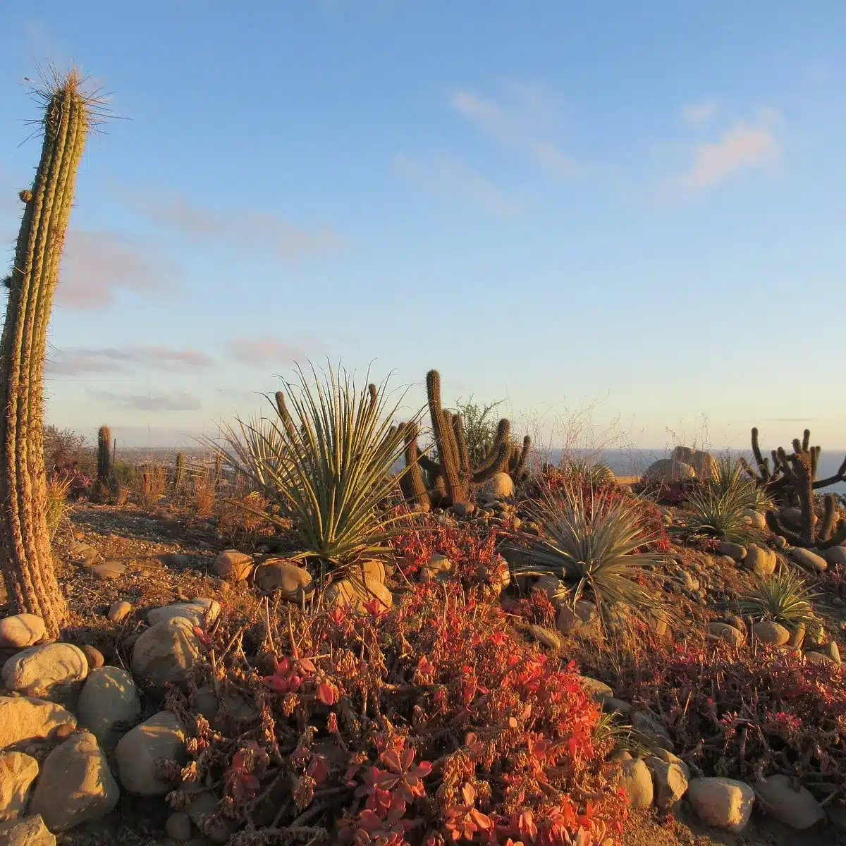 Ventura Botanical Gardens
