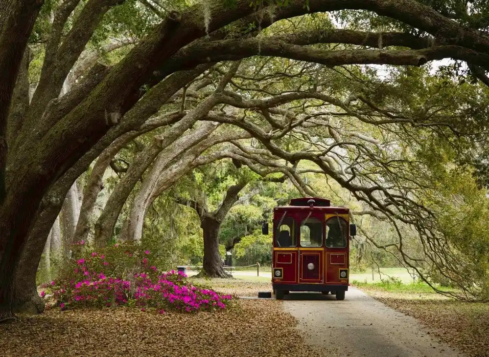 Charleston Tea Garden