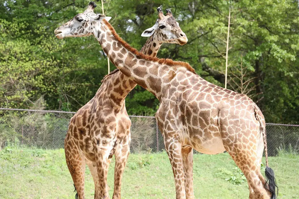 Greenville Zoo
