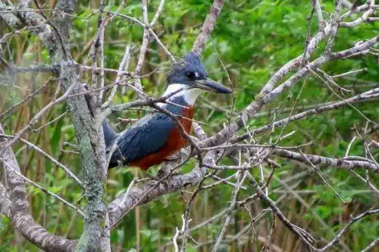 Hugh Ramsey Nature Park