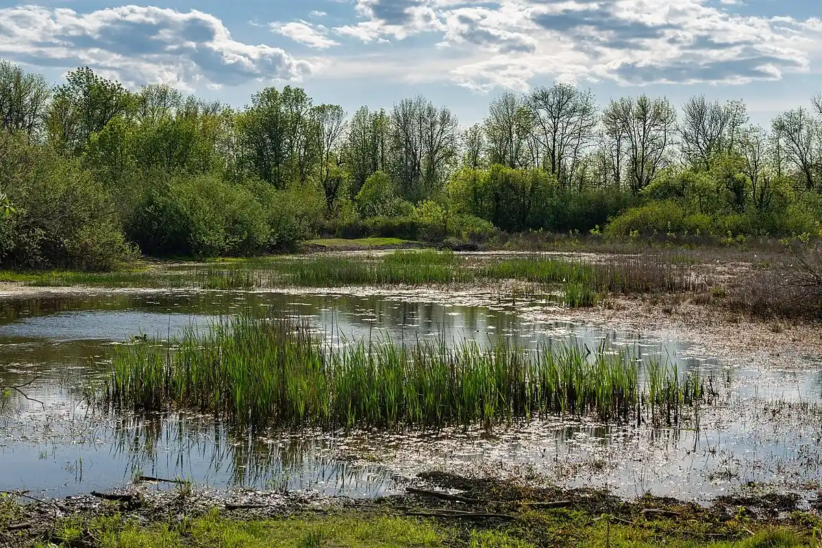 Jackson Bottom Wetlands Preserve