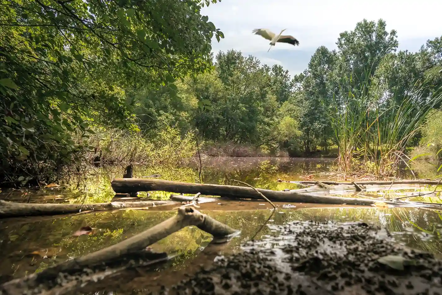 Northlake Nature Center