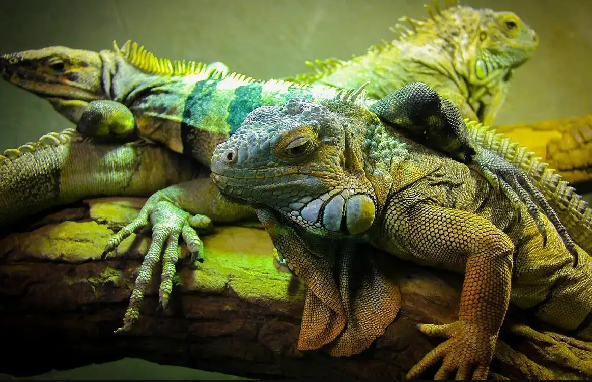 Reptilia Zoo