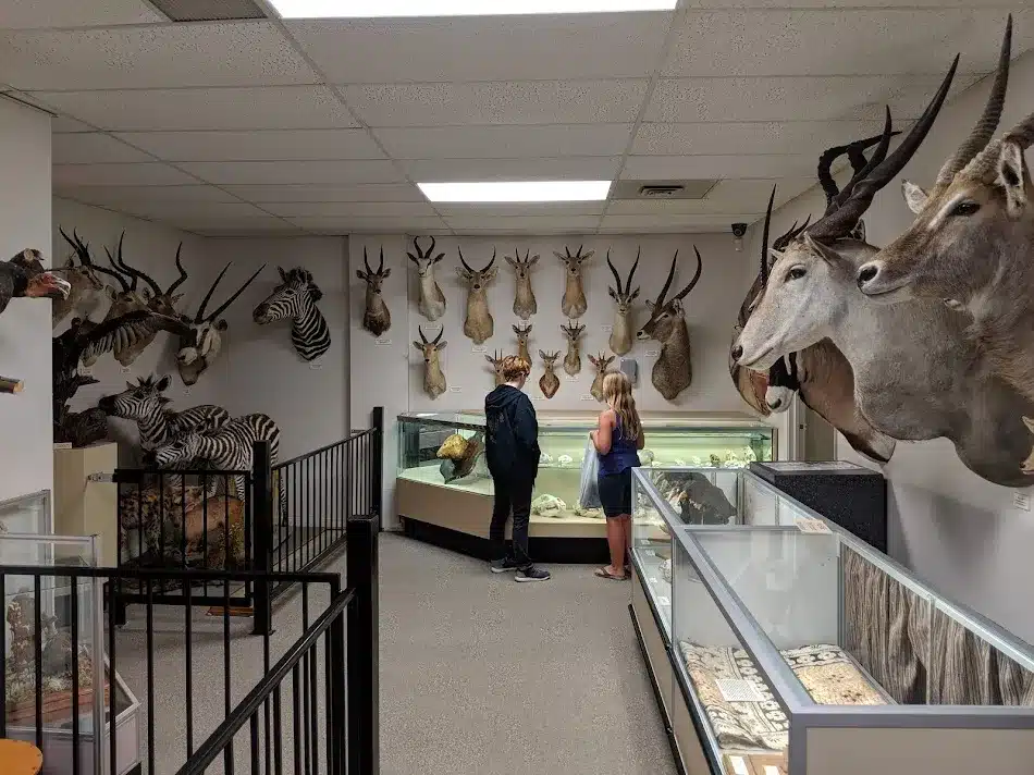 Stones &lsquo;N Bones Museum