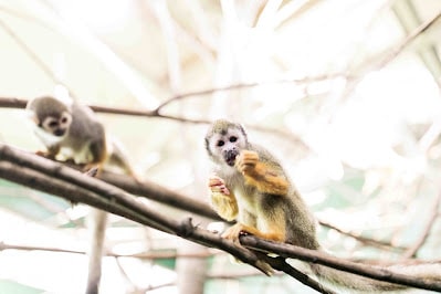 Peterborough Zoo