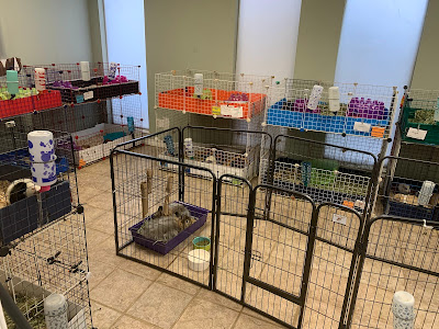 Texas Rustlers Small Animal Rescue